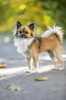standing longhaired Chihuahua