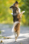 begging longhaired Chihuahua