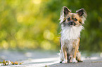 sitting longhaired Chihuahua