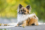 lying longhaired Chihuahua