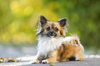 lying longhaired Chihuahua