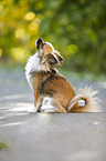 sitting longhaired Chihuahua