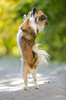begging longhaired Chihuahua