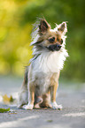 sitting longhaired Chihuahua