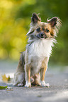 sitting longhaired Chihuahua