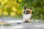 lying longhaired Chihuahua