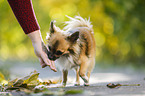 longhaired Chihuahua
