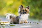 lying longhaired Chihuahua