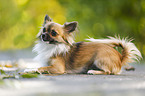 lying longhaired Chihuahua