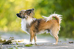 standing longhaired Chihuahua