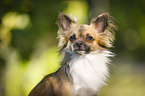 longhaired Chihuahua Portrait