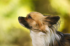 longhaired Chihuahua Portrait