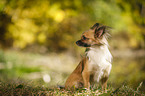 sitting longhaired Chihuahua
