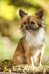 sitting longhaired Chihuahua