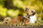 lying longhaired Chihuahua