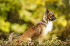 sitting longhaired Chihuahua