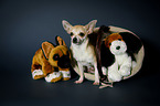 sitting Chihuahua