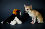 sitting Chihuahua