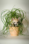 Chihuahua with plant