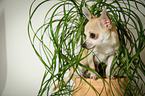 Chihuahua with plant