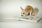Chihuahua