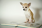 sitting Chihuahua