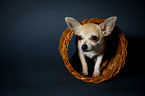 standing Chihuahua
