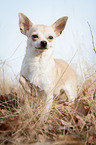 standing Chihuahua