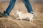 Chihuahua