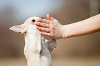 Chihuahua gives paw