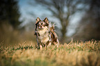 Chihuahua