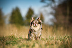 sitting Chihuahua