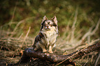 sitting Chihuahua