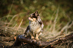 sitting Chihuahua