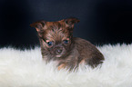 Chihuahua Puppy