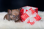 Chihuahua Puppy