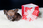 Chihuahua Puppy