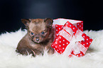 Chihuahua Puppy