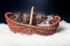 4 Chihuahua Puppies