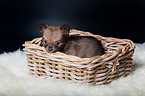 Chihuahua Puppy