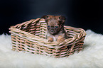 Chihuahua Puppy