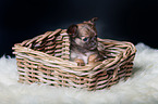 Chihuahua Puppy