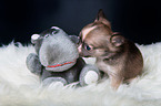 Chihuahua Puppy