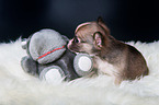 Chihuahua Puppy