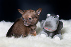 Chihuahua Puppy