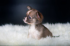 Chihuahua Puppy