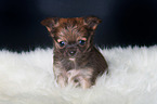 Chihuahua Puppy