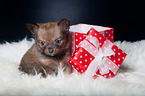 Chihuahua Puppy