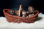 4 Chihuahua Puppies