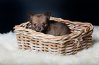 Chihuahua Puppy